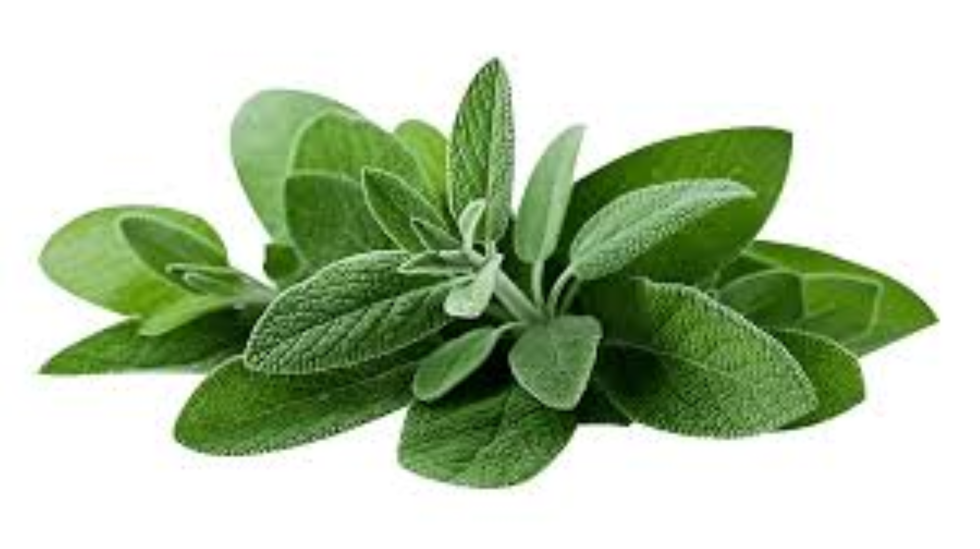 AAA FRESH SAGE